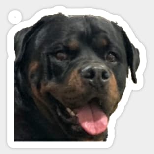 Rottweiler Tongue Out Sticker